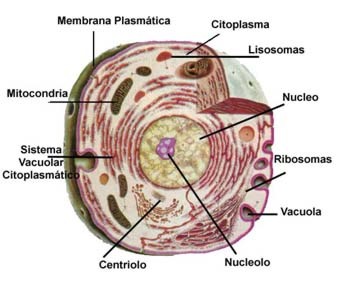 Modelo de celula