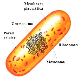 celuela002