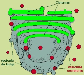 celula011