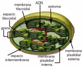 celula013