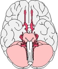 cerebro004