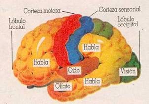 cerebro009