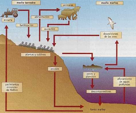 ciclo del fósforo