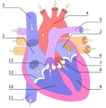 CorazonMyF002