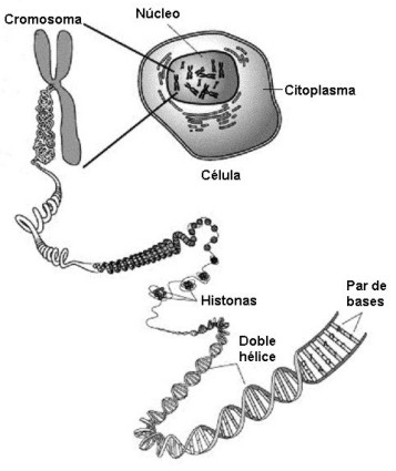 cromosoma001
