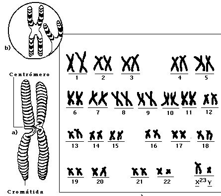 cromosoma002