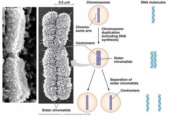 http://www.profesorenlinea.cl/imagenciencias/cromosomas_image007.jpg