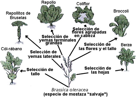 evolución002