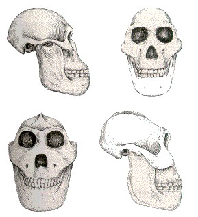 evolucion007