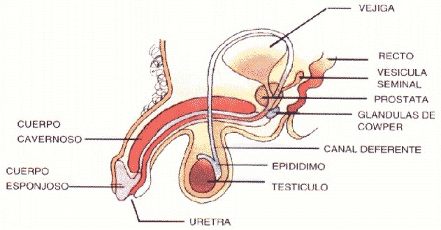 genitalmasc001