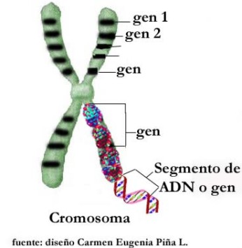 genoma010