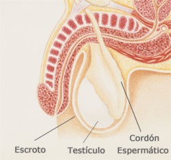 hormonasex001