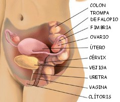 hormonasex002