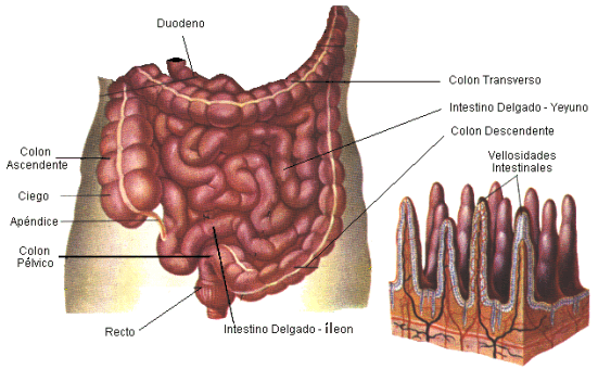 Tuberculos intestino