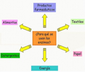 metabolismo008