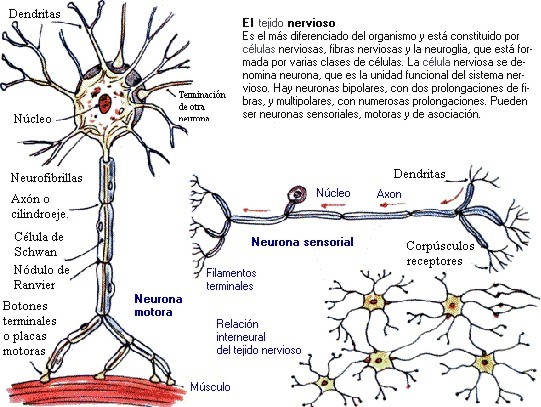 neurona006