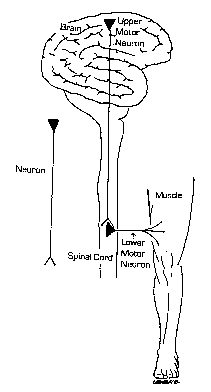 neurona009