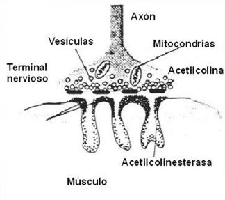 neurona013