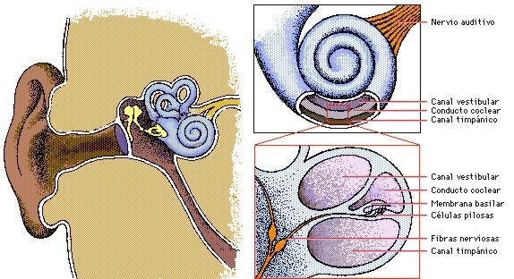 Oído Interno