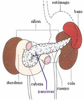 pancreas004