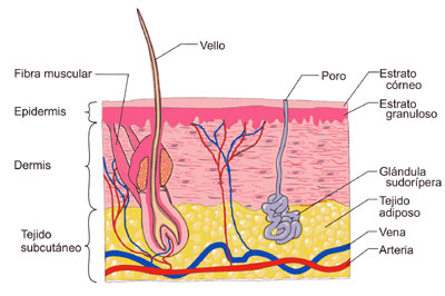 piel003