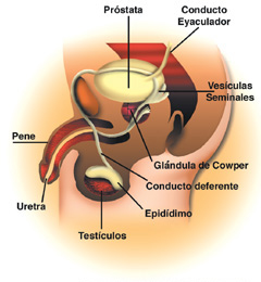 pubertad004