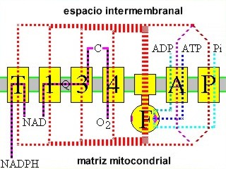 quimiosmotica