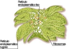 Reticulo endoplasmatico