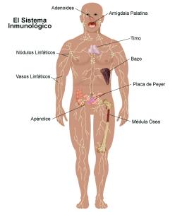 sistema inmune