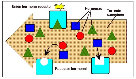 sistemaendocrino003