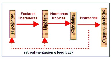 sistemaendocrino006