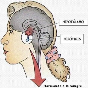 sistemaendocrino008