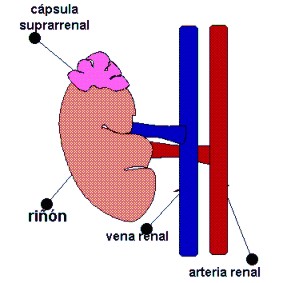 sistemaendocrino012