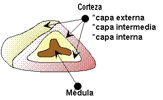 sistemaendocrino013