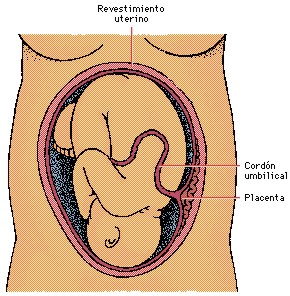 sistemaendocrino015