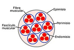 tejido_muscular002
