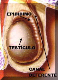 testiculos001