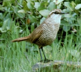 tapaculo001