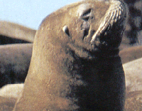 Lobo marino o León marino