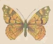 mariposa006