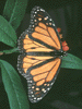 mariposa15