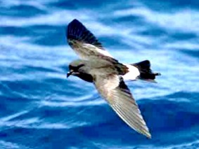 petrel de wilson