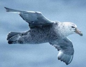 petrel gigante