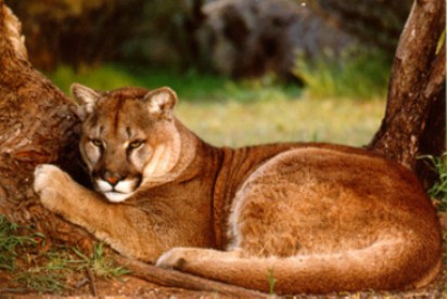 Muscular Dar Recreación Puma chileno